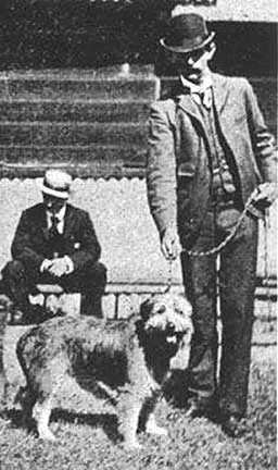 Smithfield - Dog breed similar to Lapponian Shepherd
