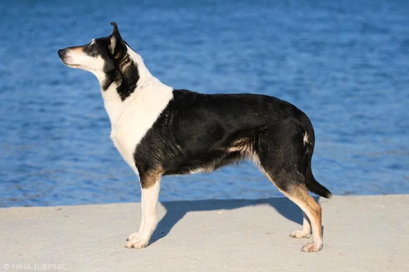 Smooth Collie - Dog breed similar to Lancashire Heeler