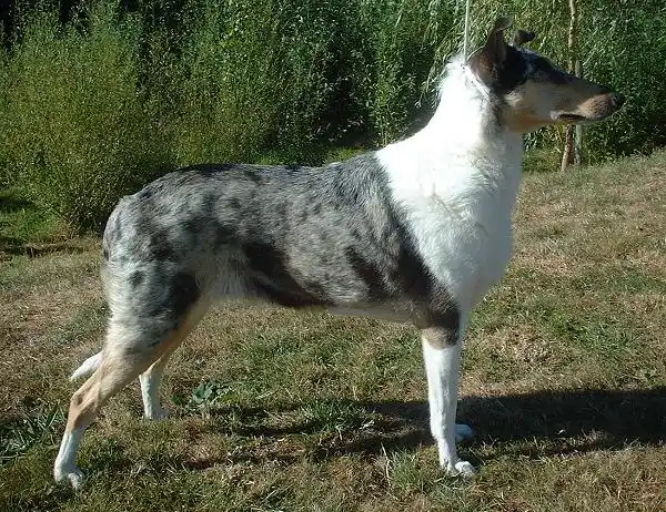 Smooth Collie photo thumbnail 2