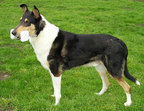 Smooth Collie thumbnail 3