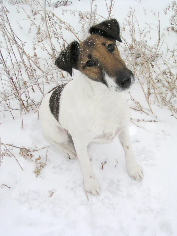 Smooth Fox Terrier - Image 2
