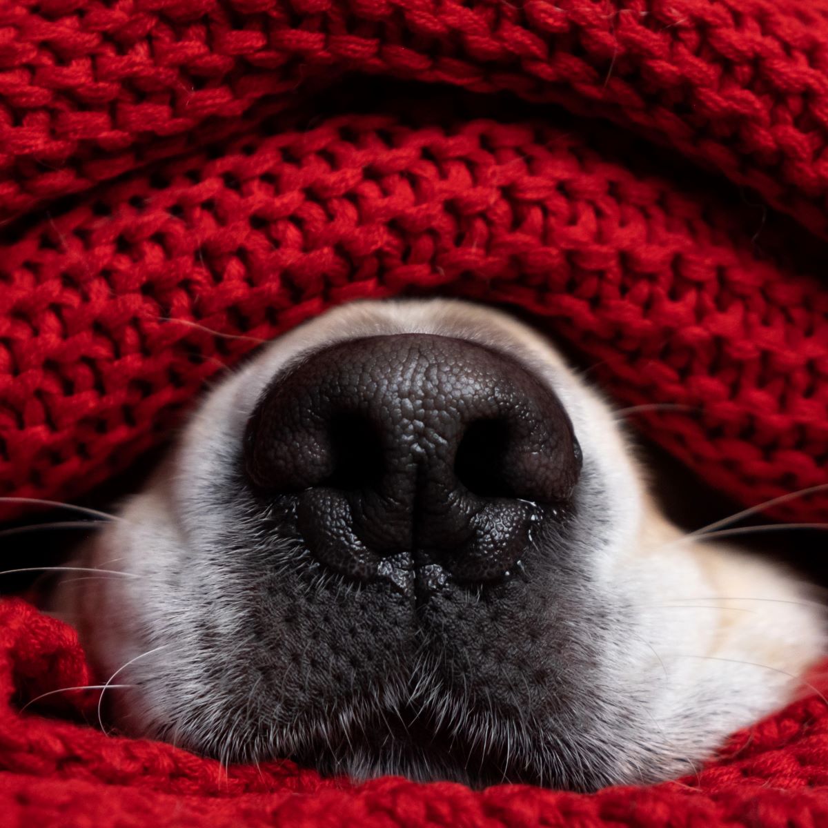 kokoni-dog-breed-information-characteristics-snoutastic