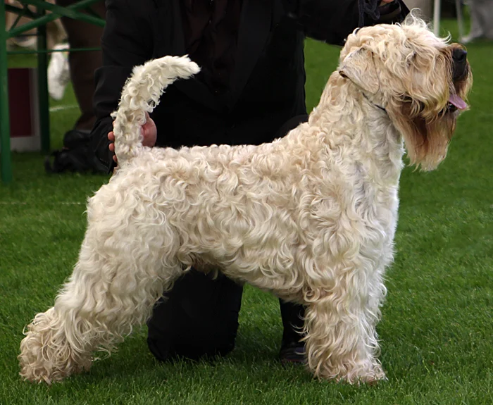 Soft-Coated Wheaten Terrier, a 89% match to Staffordshire Bull Terrier
