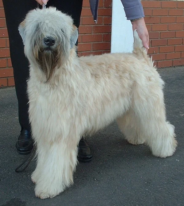 Soft-Coated Wheaten Terrier side profile view
