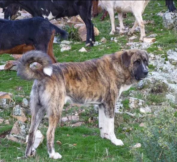 Spanish Mastiff thumbnail 3