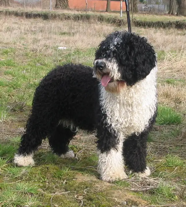 Spanish Water Dog - Dog breed similar to Berger Picard