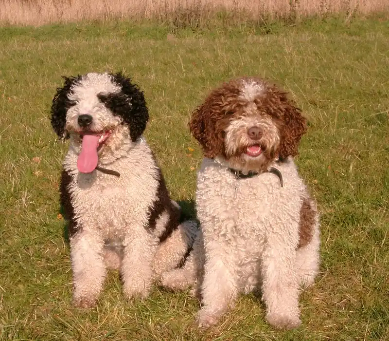 Spanish Water Dog - Image 1
