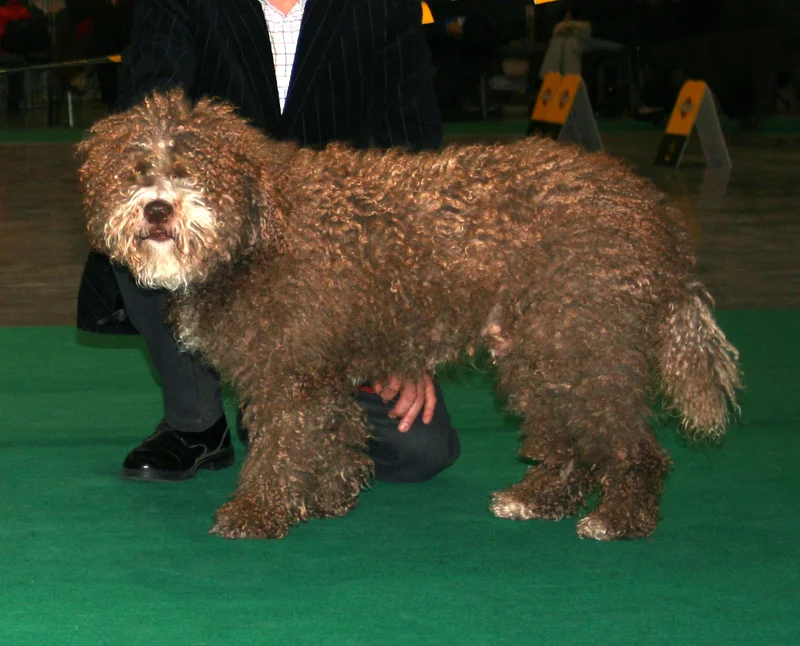 Spanish Water Dog full body photo