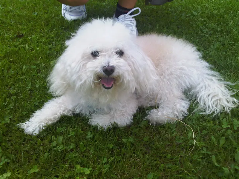 Spino degli Iblei - Dog breed similar to Stephens Stock Cur