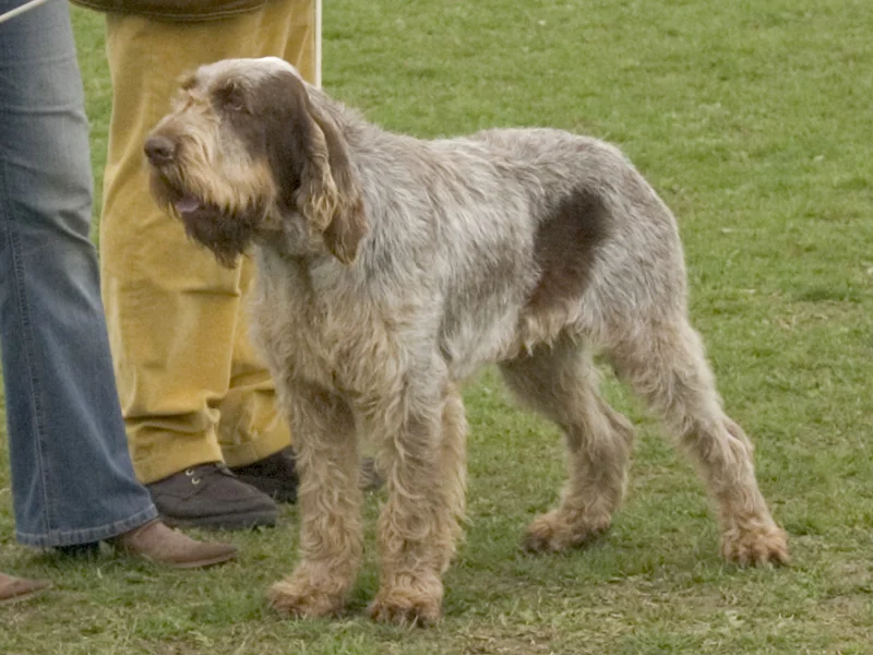Spinone Italiano - Dog breed similar to Stabyhoun
