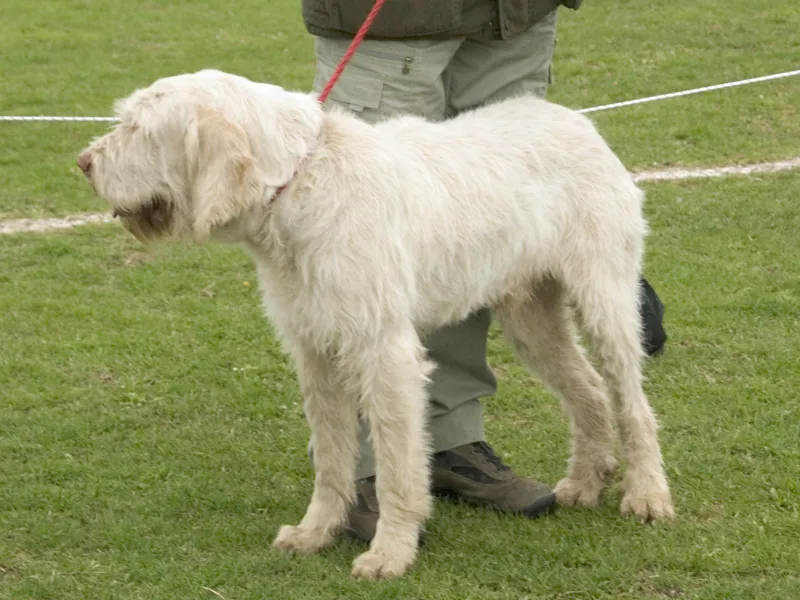 Spinone Italiano full body photo