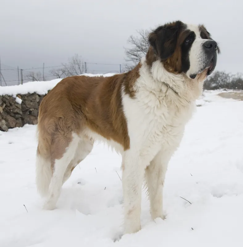 St. Bernard - Image 2
