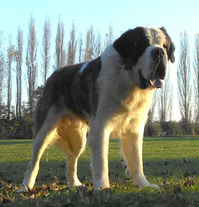 St. Bernard full body photo