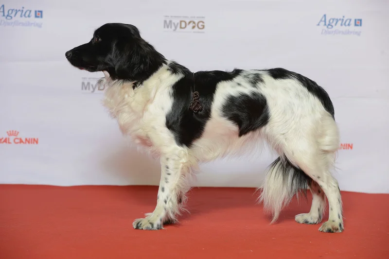 Stabyhoun full body photo