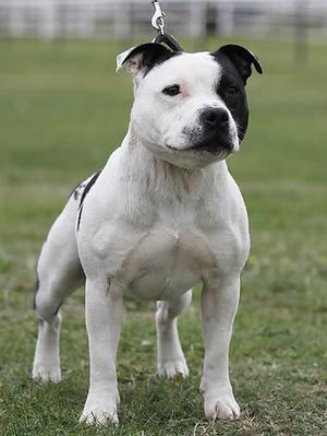 Staffordshire Bull Terrier - The Staffordshire Bull Terrier is a medium-sized, affectionate breed known for its playful nature and loyalty. Often called 'nanny dogs,' they are great with children and thrive on companionship.