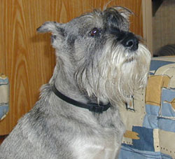 Standard Schnauzer side profile view