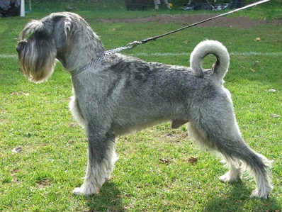 Standard Schnauzer - Image 2
