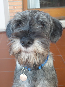 Standard Schnauzer thumbnail 4