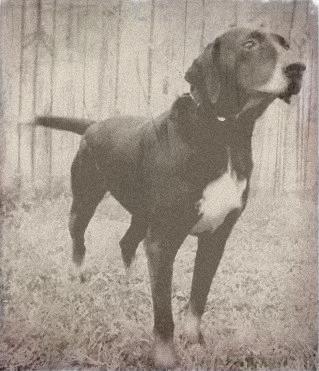 Stephens Stock Cur - Hound breed known for being Affectionate and Energetic