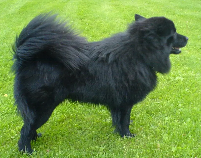 Swedish Lapphund - Dog breed similar to Old English Sheepdog