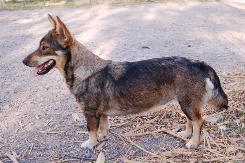 Swedish Vallhund photo thumbnail 2