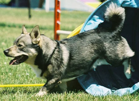 Swedish Vallhund - Image 3