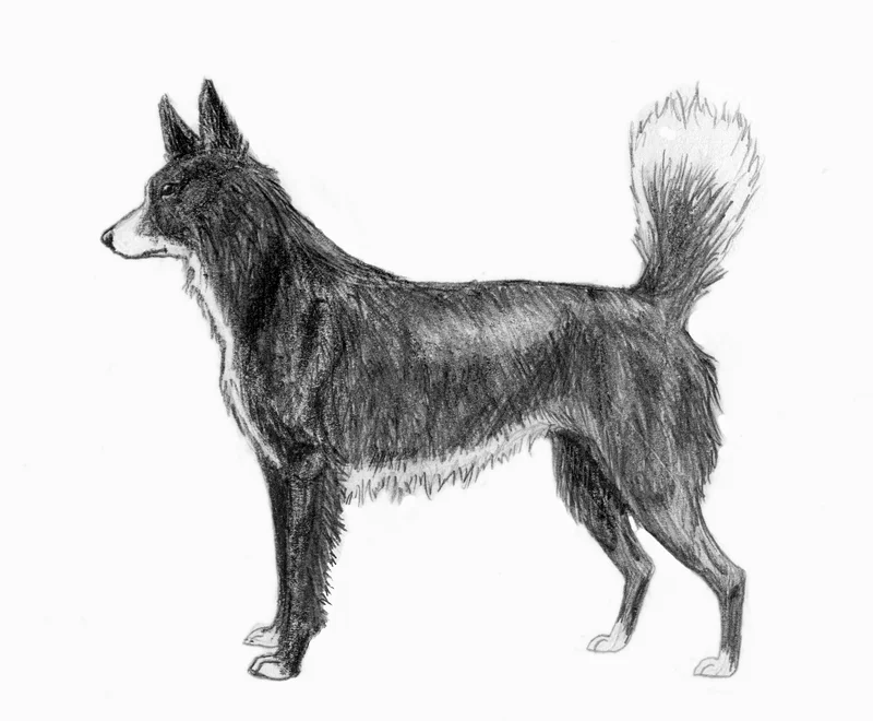 Tahltan Bear Dog, a 88% match to Nenets Herding Laika