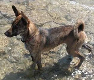 Formosan Mountain Dog side profile view