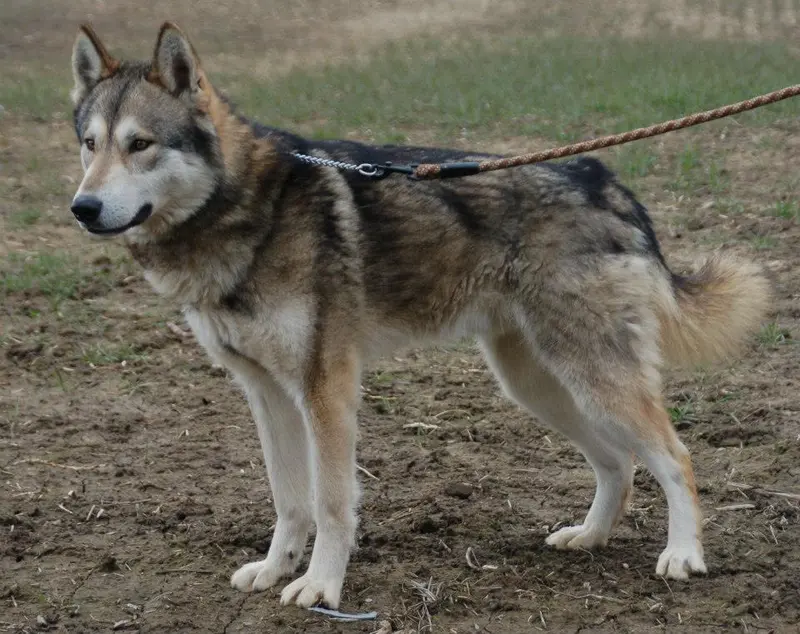 Tamaskan Dog photo thumbnail 1