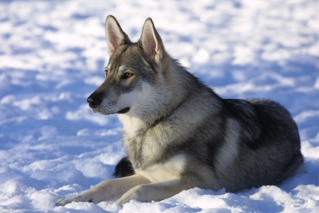 Tamaskan Dog photo thumbnail 3