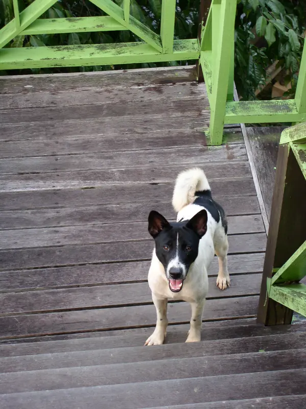 Telomian thumbnail 1