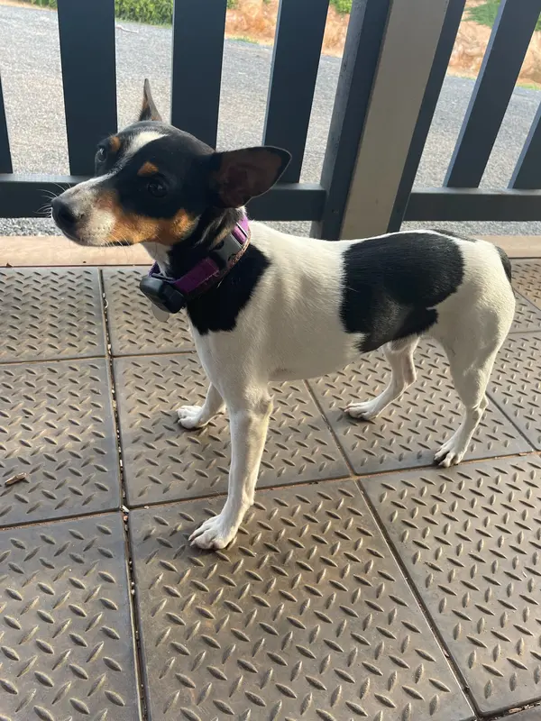 Tenterfield Terrier - Dog breed similar to Miniature Fox Terrier