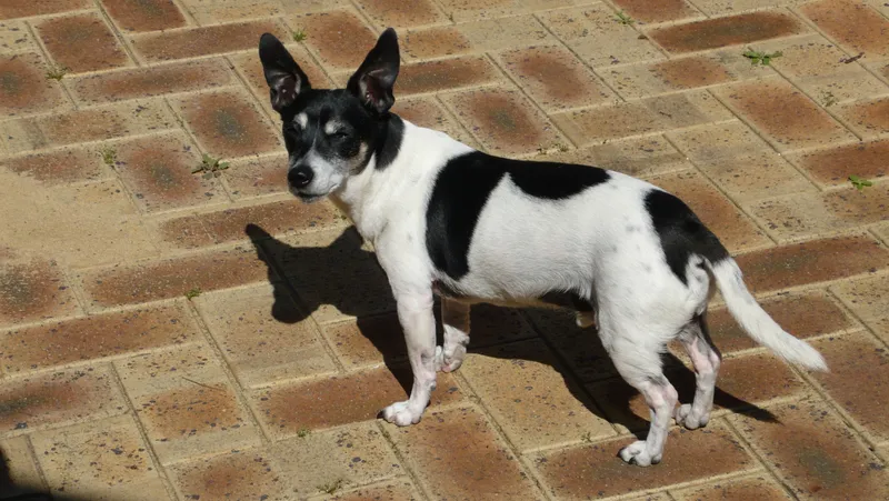Tenterfield Terrier photo thumbnail 2