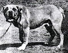 Terceira Mastiff thumbnail 1