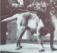 Terceira Mastiff photo thumbnail 2