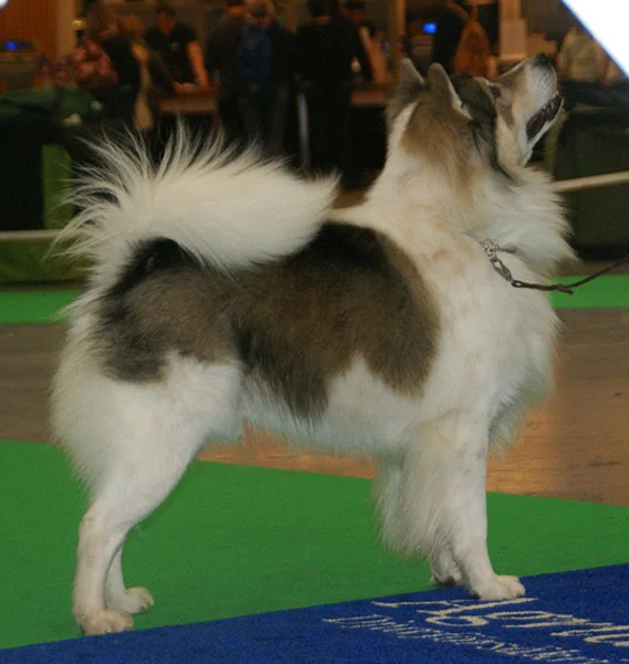 Thai Bangkaew Dog side profile view