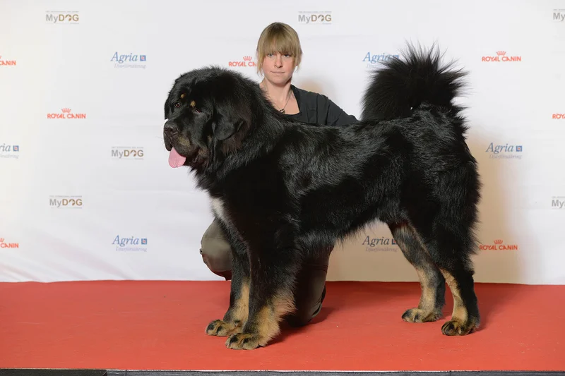 Tibetan Mastiff - The Tibetan Mastiff is a large, ancient breed known for its protective instincts and loyalty. With a thick double coat and a noble demeanor, they thrive in spacious environments and require experienced owners.