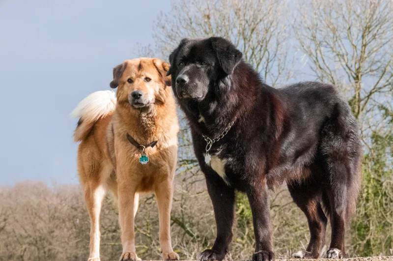 Tibetan Mastiff thumbnail 2