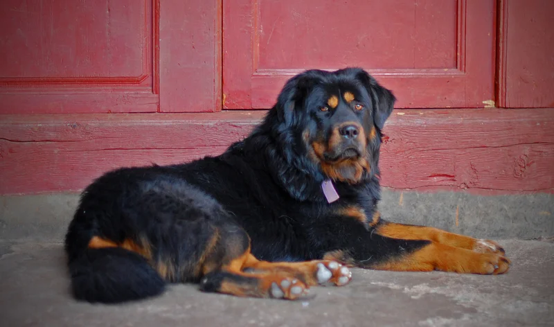 Tibetan Mastiff thumbnail 3