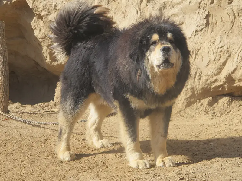Tibetan Mastiff thumbnail 6