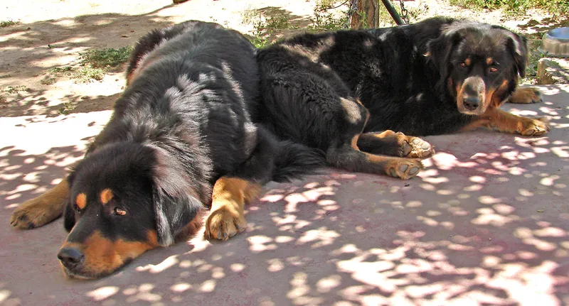 Tibetan Mastiff photo thumbnail 7