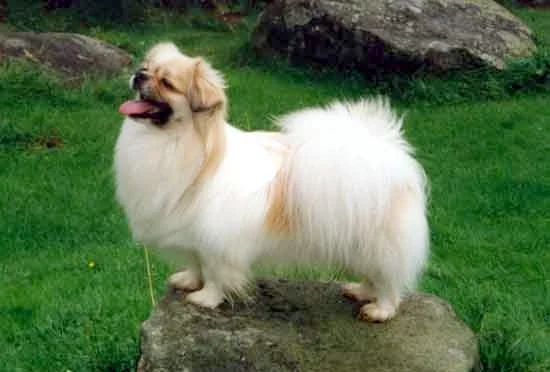 Tibetan Spaniel, a 87% match to Lowchen
