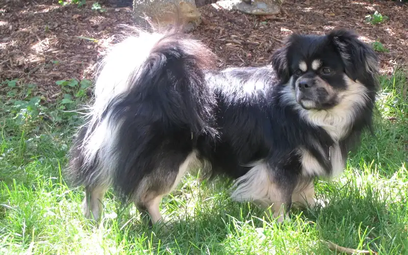 Tibetan Spaniel thumbnail 1