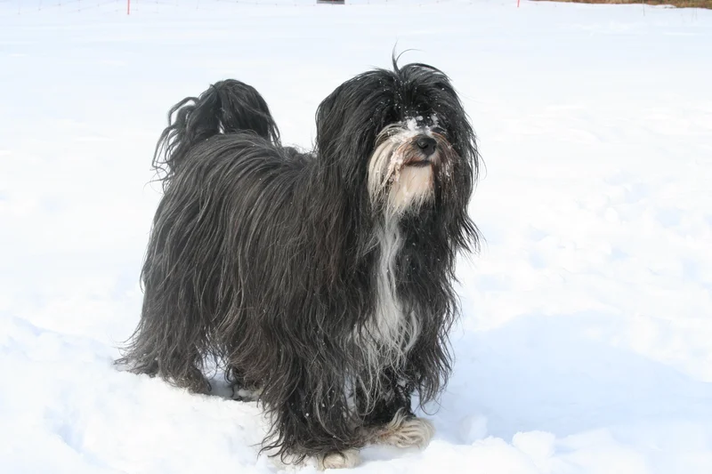 Tibetan Terrier photo thumbnail 2