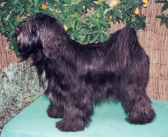 Tibetan Terrier full body photo
