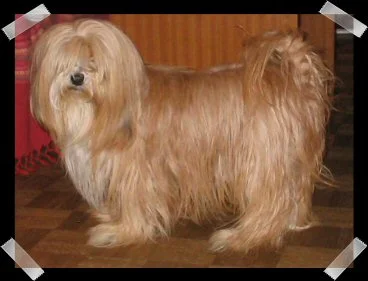 Tibetan Terrier close-up photo