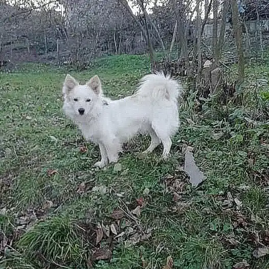 Tonya Finosu - Working breed known for being Affectionate and Energetic