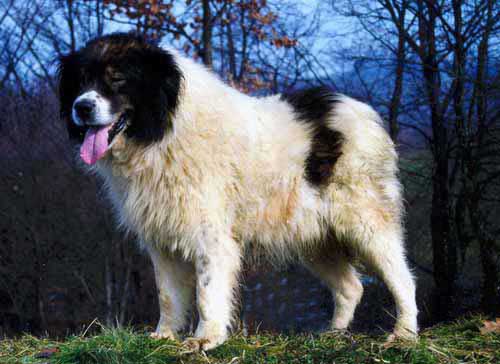 Tornjak - Working breed known for being Affectionate and Calm
