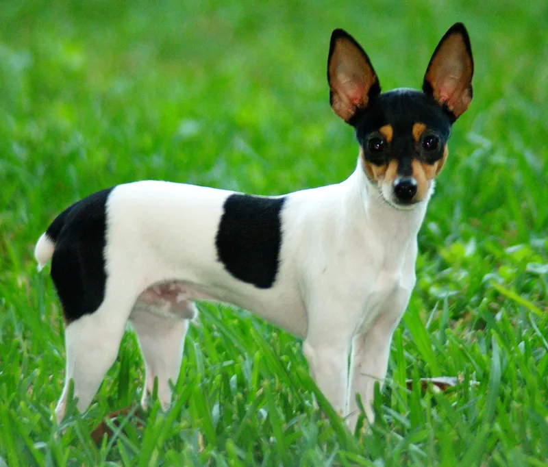 Toy Fox Terrier - The Toy Fox Terrier is a small, lively breed known for its playful nature and intelligence. With a glossy coat and charming personality, they make excellent companions for active families.