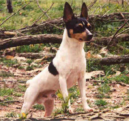 Toy Fox Terrier photo thumbnail 3